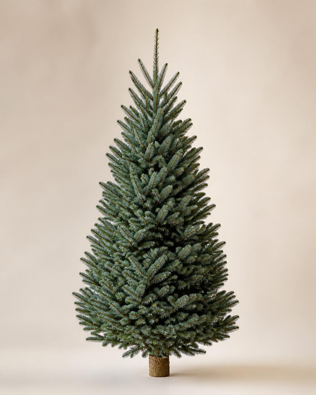 Fraser Fir Christmas tree
