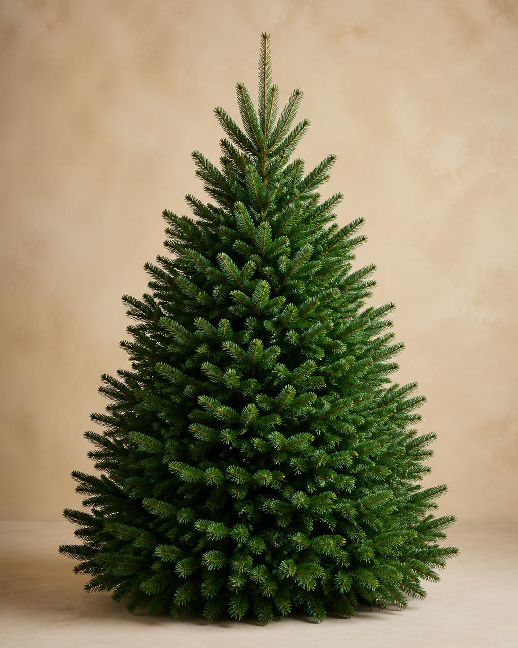 Nordmann Fir Christmas tree